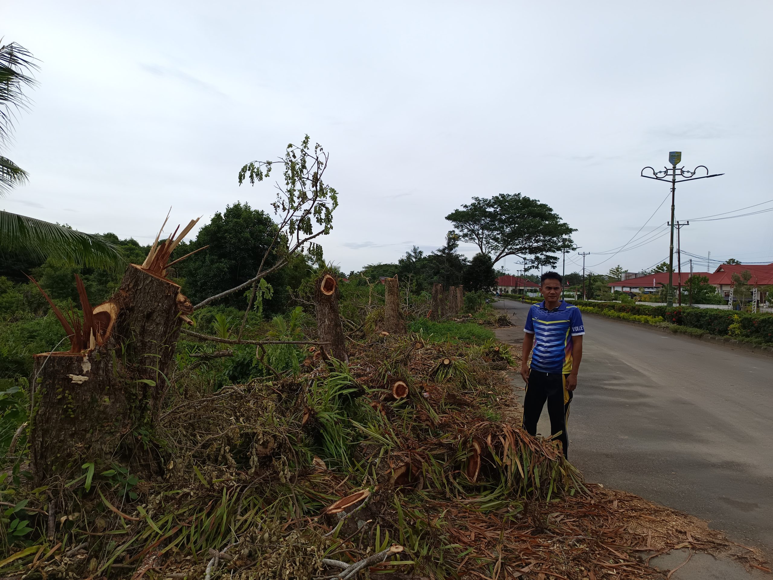 Pemerintah Kabupaten Bolaang Mongondow Utara (Boltara) melalui Dinas Lingkungan Hidup (DLH) mulai melakukan penggantian pohon pelindung di sepanjang jalan perkantoran Ibu Kota Boroko. Kegiatan ini menjadi bagian dari upaya penataan ulang kawasan strategis pemerintah daerah yang tidak hanya berorientasi pada keindahan, tetapi juga manfaat ekologis dan ekonomi jangka panjang.