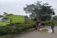 Personil petugas kebersihan DLH Boltara membersihkan sisa-sisa pohon yang akan diganti