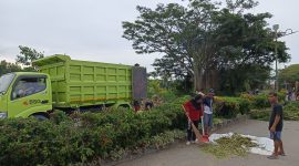 Personil petugas kebersihan DLH Boltara membersihkan sisa-sisa pohon yang akan diganti