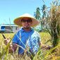 Bupati Boltara, Dr. Sirajudin Lasena laksanakan panen padi di desa Bintauna Pantai