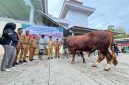 Bantuan hewan kurban dari Presiden Prabowo Subianto, diserahkan langsung oleh Bupati Boltara Sirajudin Lasena kepada pengurus DKM Mesjid Besar Fastabiqul Khairaat di Desa Padang, Kecamatan Bintauna.