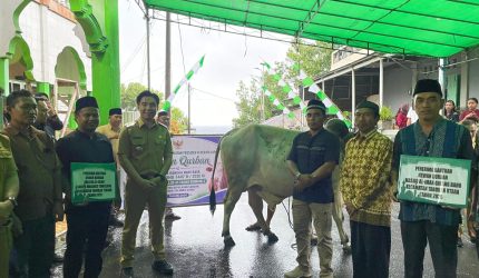 Menjelang Hari Raya Idul Adha 1447 Hijriah, Bupati Kepulauan Sangihe, Michael Thungari, SE.,MM secara resmi menyerahkan bantuan hewan kurban dari Presiden RI Prabowo Subianto di Masjid AT-Taqwa Kendahe II, Kecamatan Kendahe