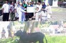 Penyerahan Hewan Qurban Oleh Anggota DPRD Sangihe, Jais Salele di dampingi Istri dan Anak kepada Ketua Panitia Qurban Abdurahman Padarat yang di Saksikan oleh Jama'ah Masjid Imaduddin Bahu.
