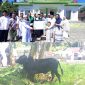 Penyerahan Hewan Qurban Oleh Anggota DPRD Sangihe, Jais Salele di dampingi Istri dan Anak kepada Ketua Panitia Qurban Abdurahman Padarat yang di Saksikan oleh Jama'ah Masjid Imaduddin Bahu.