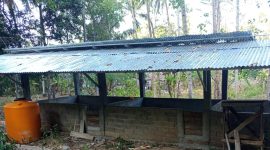 kandang ternak babi BUMDes Mome Kecamatan Bintauna (Foto Ridwan InfoTotabuan) 